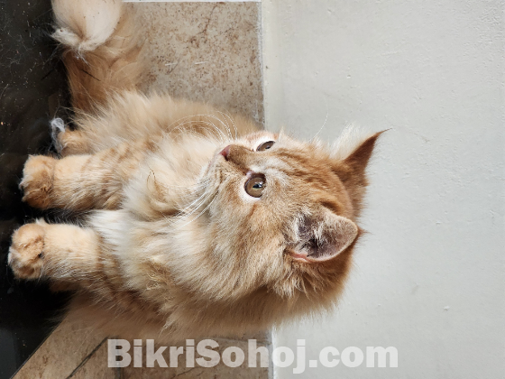 Persian female cat